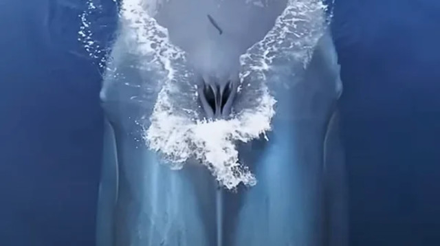 לוויתן כחול מול חופי סן דייגו (צילום: דומיניק ביאגיני)