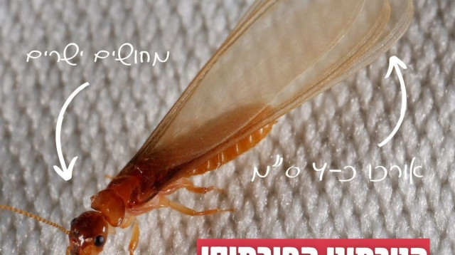 הטרמיט הפורמוסי (צילום: המשרד להגנת הסביבה)