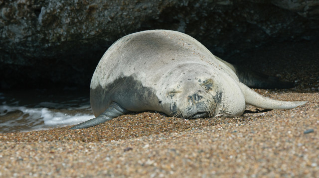 כלבת הים מאיה בקפריסין, 2023 (צילום: האריס ניקולאו)