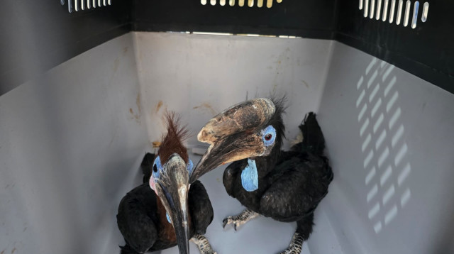 תוכני הורנביל אפריקאי (צילום: רשות הטבע והגנים)