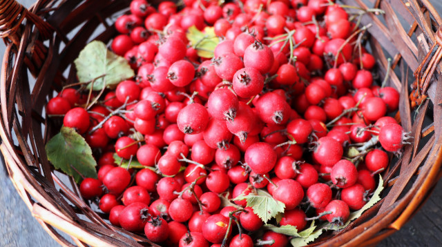 גרגירי עוזרר (צילום: אינג'אימג')