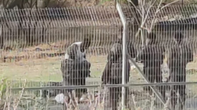 חדירה לישראל סמוך לקיבוץ שער הגולן (צילום: רשתות חברתיות, שימוש לפי סעיף 27 א')