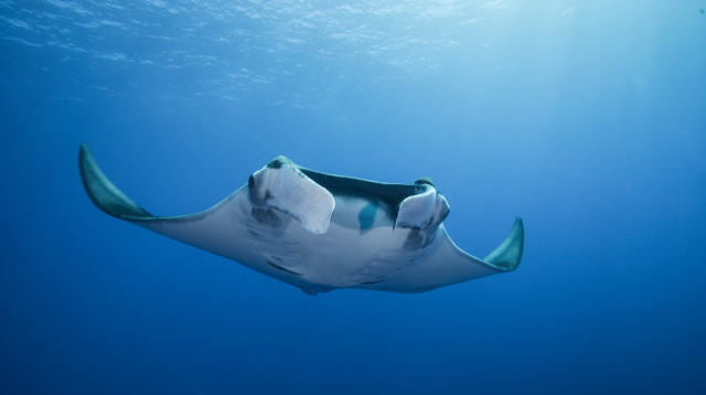 חתול ים (צילום: אינגאימג')