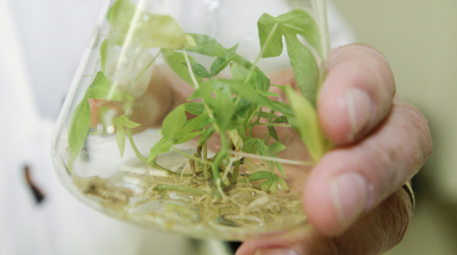 קסאווה  (צילום: רויטרס)