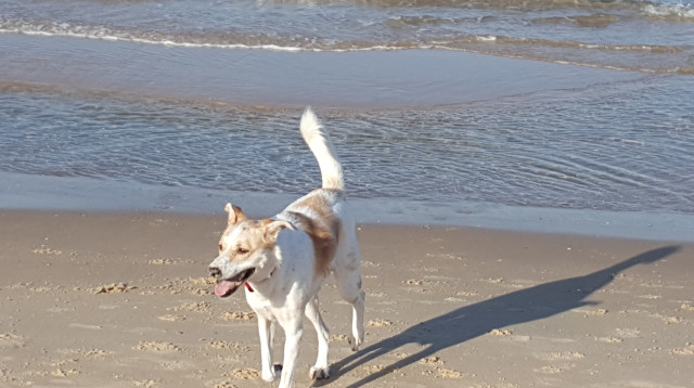 בין הים הקרוב לבית, שבו עוד לא ביקרתי אפילו פעם אחת, לבין חוף ילדותי בחיפה (צילום: פרטי)