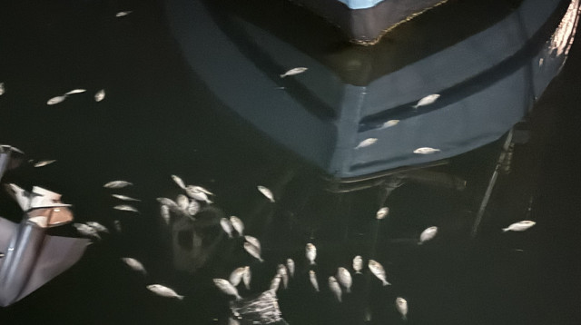 תמותת דגים בנמל יפו, מתוך דיווח באפליקציית SeaWatch (צילום: באדיבות החברה להגנת הטבע)