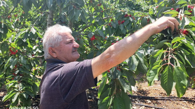 סולימאן איברהים, בעל מטע דובדבנים ממסעדה ברמת הגולן (צילום: משה כהן)