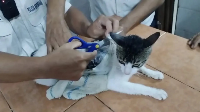 הסוהרים גוזרים את הסמים שהיו על החתול (צילום: Costa Rica justice ministry)