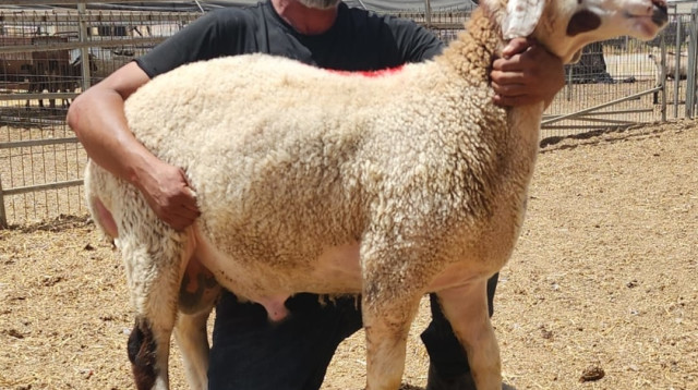 הטלה המוביל בביקוש. בנה של החולבת האגדית 5172551 (צילום: ואדי עתיר)