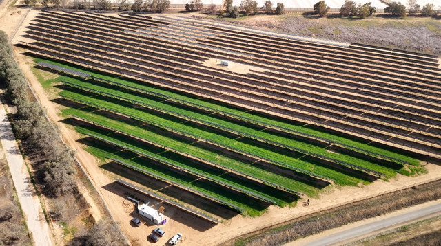 חוות החיטה עם הלוחות הסולאריים במושב ישע (צילום: אלירן כהן)