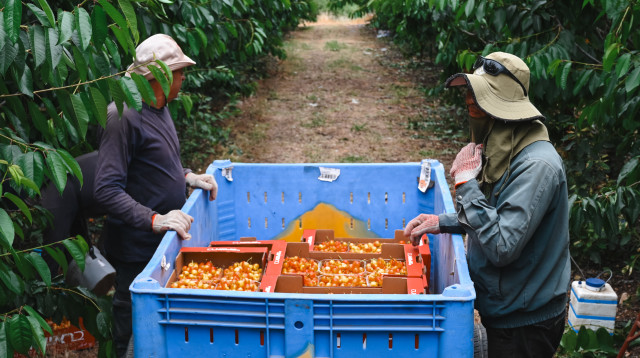 חקלאות ביראון, אסף שוורץ (צילום: פאולינה פטימר)