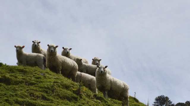 כבשים בניו זילנד (צילום: רויטרס)