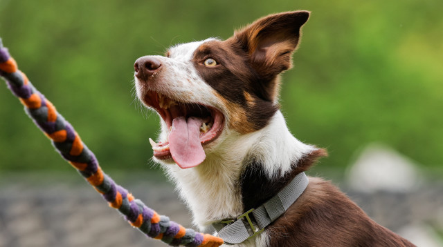 כלב (צילום: רויטרס)