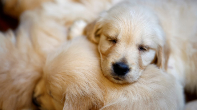 גורי כלבים (צילום: רויטרס)