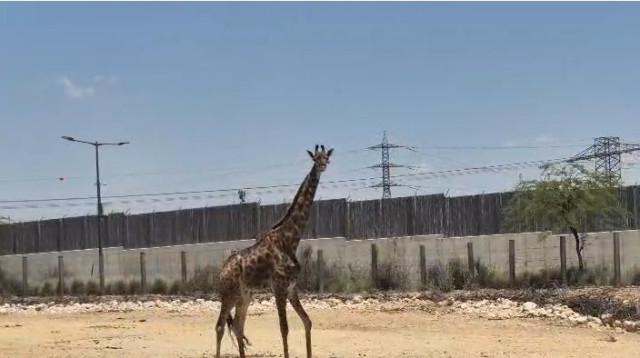 ג'ירף חדש במדבריום (צילום: מורן לוי)