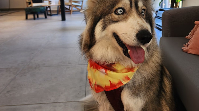 כלב במלון (צילום: באדיבות רשת מלונות מטיילים)