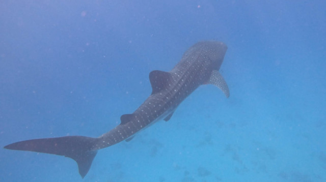 הדג הגדול בעולם (צילום: רוסלן רבין)