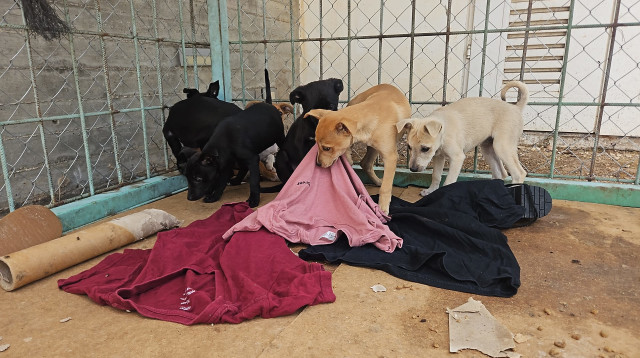 הגורים שנמצאו בחירייה (צילום: יח"צ)