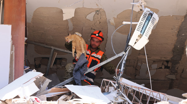 החתול שחולץ ברמת גן (צילום: מרק ישראל סלם)