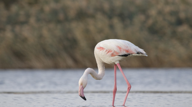 פלמינגו בפארק הצפרות באילת (צילום: נועם וייס, החברה להגנת הטבע)
