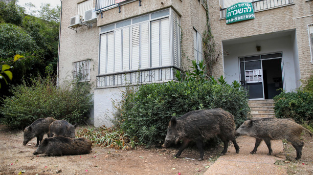 חזירים בחיפה (צילום:  MENAHEM KAHANA/AFP via Getty Images)