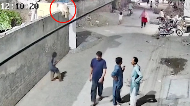 אריה ברח ותקף עוברי אורח (צילום: Lahore Police)