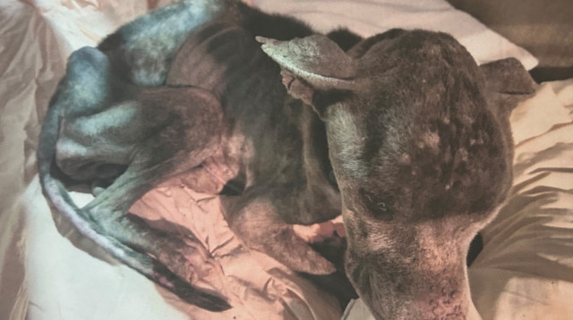 בעליו של הכלב הביא למותו דרך התעללות (צילום: באדיבות עיריית באר שבע)