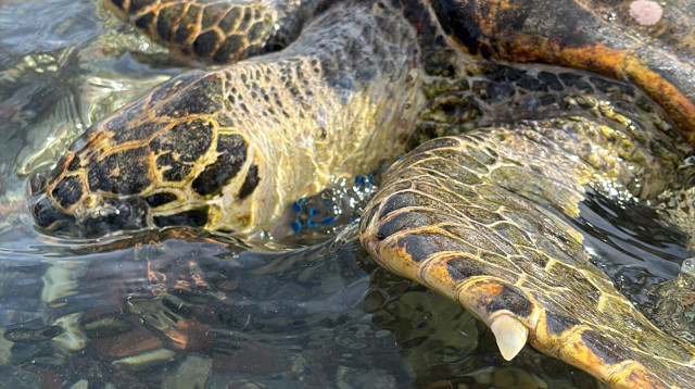 צבת הים הפצועה (צילום: שקד חולי ושי קרלו)