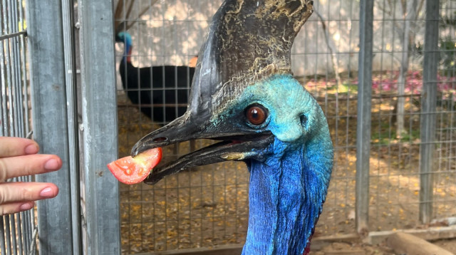 קזואר אוכל עגניה (צילום: דוברות הספארי)