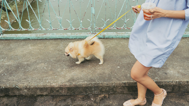 אישה מטיילת עם פומרניאן. אילוסטרציה (צילום: FREEPIK)