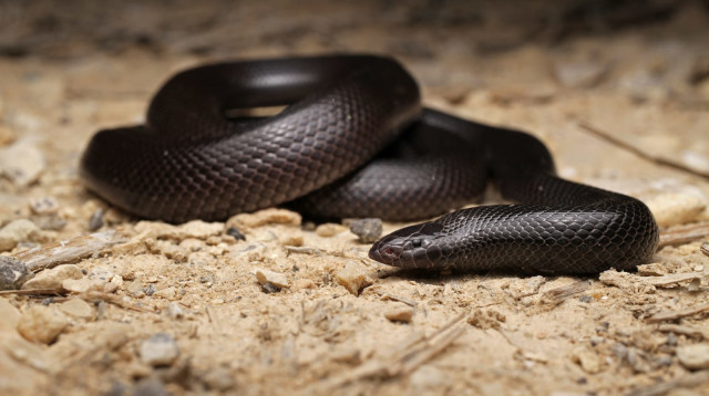 שרף עין-גדי - לשעבר צפעון שחור (צילום: עקיבא טופר)