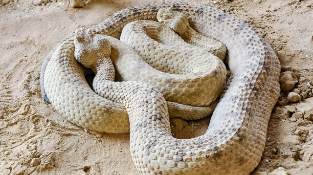 נחשי חנק שיכולים להגיע לאורך של שישה מטרים (צילום: באדיבות המדבריום)