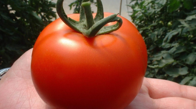 עגבנייה מזן "דניאלה" (צילום: באדיבות "הזרע")