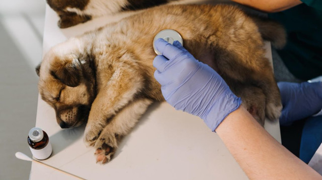 חיותא או מרפאט: המדריך המלא שיעזור לכם לבחור את ביטוח חיות המחמד הנכון באמת (צילום: FREEPIK)