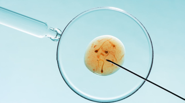 הפריית מבחנה. מטען גנטי משלושה הורים (צילום: שאטרסטוק)