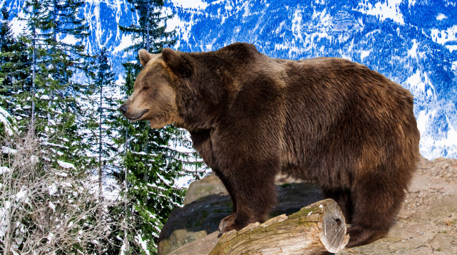 דוב חום (צילום: אינגאימג)