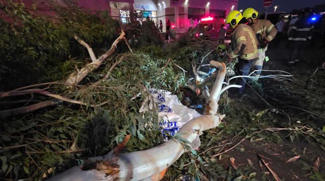 העץ שקרס בבי"ח אסף הרופא (צילום: זק"א)