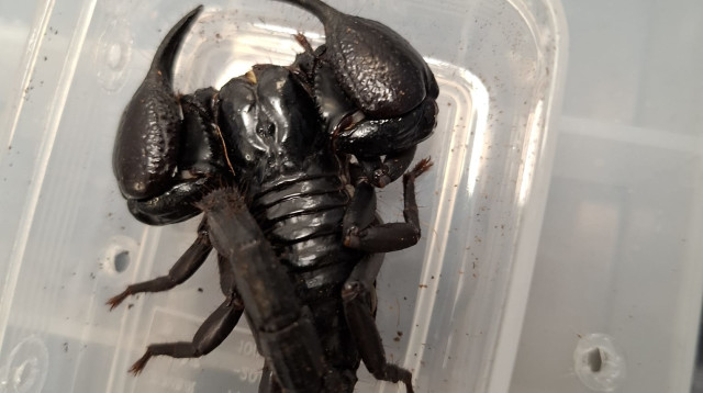 הברחת זוחלים  (צילום: רשות המיסים)