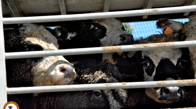 פרות במשלוחים חיים (צילום: ארגון ישראל נגד משלוחים חיים)