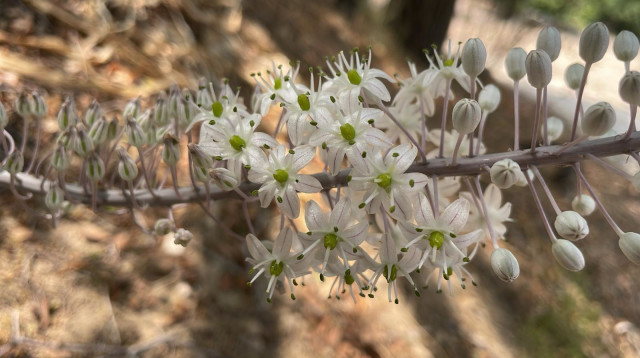 חצבים פורחים בשיא גל החום (צילום: החברה להגנת הטבע)