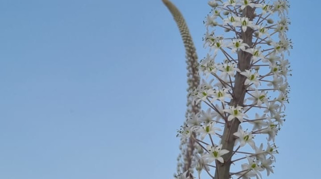 חצבים פורחים בשיא גל החום (צילום: החברה להגנת הטבע)