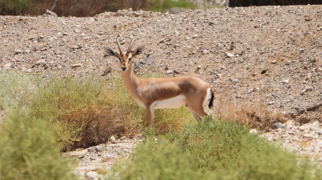 צבי בערבה בתוואי הרכבת (צילום: החברה להגנת הטבע)