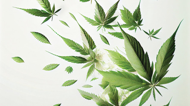 קנאביס (צילום: אינג אימאג)