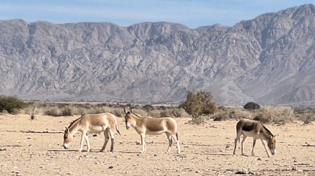 שמורת הטבע חי־בר יוטבתה (צילום: יערה פלזנר)