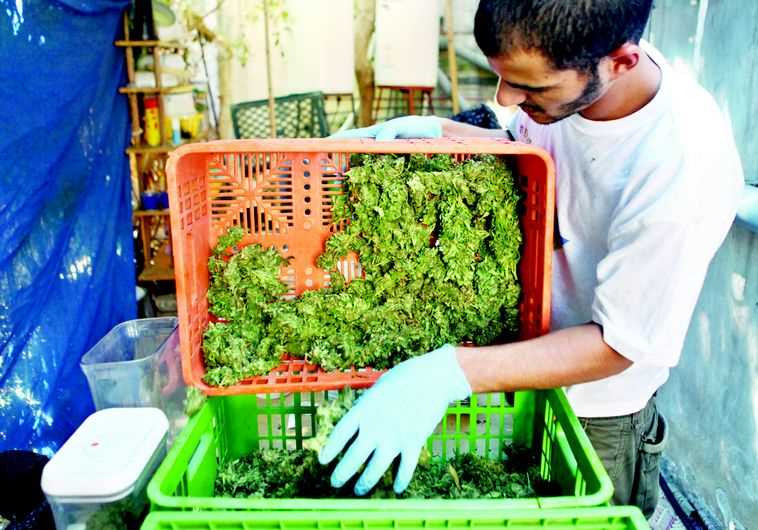 קנאביס רפואי