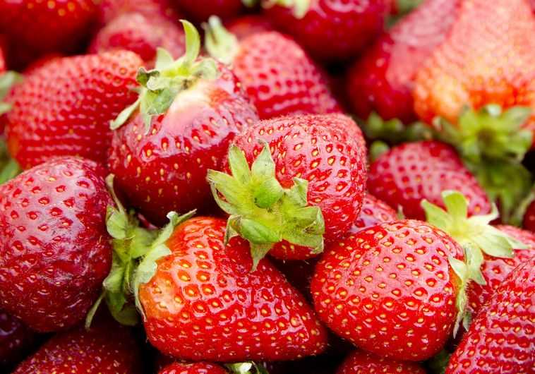 תותים. צילום: אינגאימג'