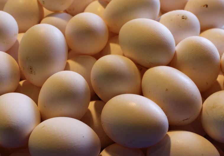 ביצים. צילום: פלאש 90