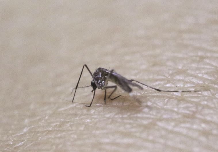 יתושת האדס המעבירה את נגיף הזיקה. צילום:רויטרס