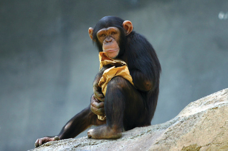 "טקסי דומיננטיות של שימפנזים". צילום: ויקיפדה