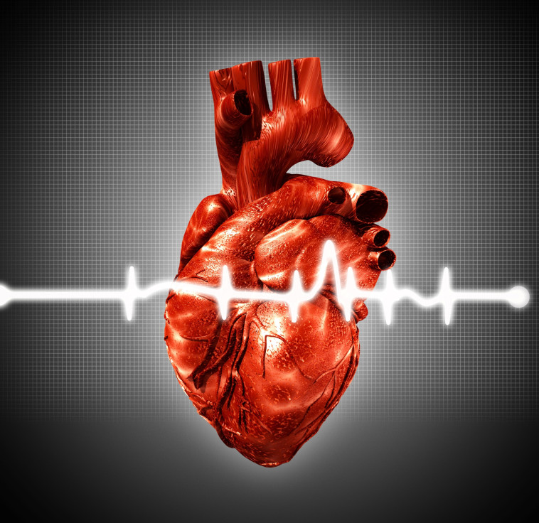 לב, אילוסטרציה. צילום: אינג אימג' 